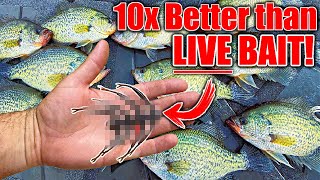 this New Bait OUT FISHES Live Bait 10 to 1! (Winter Crappie Fishing)