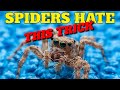 Say Goodbye to Spiders with a Minty Trick!