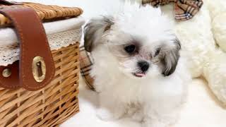 ミニチュアダックスの動画01