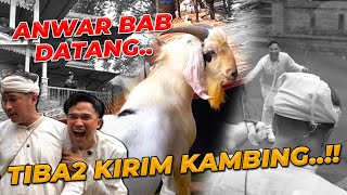 Download lagu KAMBING CROSS BOER TIBA-TIBA DATANG !!! mp3