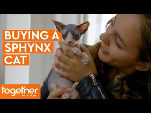 Buying a Sphynx Kitten | Ronnie's Animal Crackers