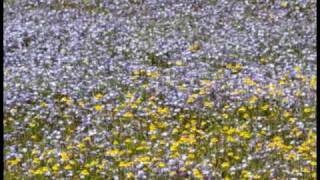 preview picture of video 'Wildflowers at Sacramento National  Wildlife Refuge-May 15, 2010'
