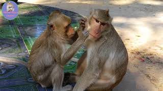 Monkey Banana Eating, Monkey Banana Dance, Monkey Banana Funny CHT# 68.