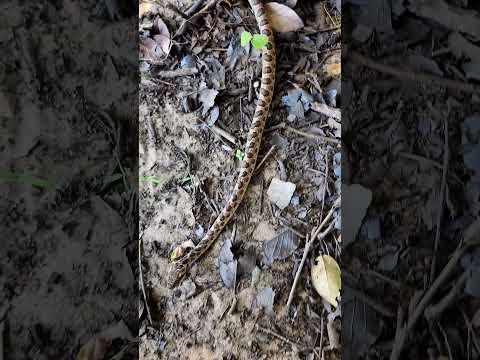 Bodoquena banded cat-eyed snake (Leptodeira pulchriceps) #shorts