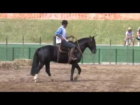 Campana Sello - 1º Lugar Machos