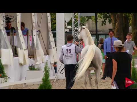 N.75 WARES - Polish Nationals 2018 - 7 Years Old and Older Stallions (Class 11)