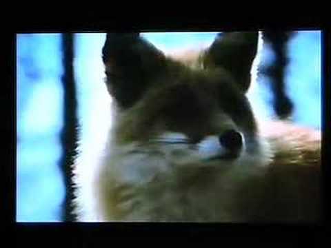 The Glacier Fox (1979) Trailer