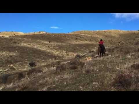 Dougal horse goat hunting