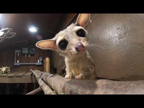 Violet The Ringtail Is A Snack Detective