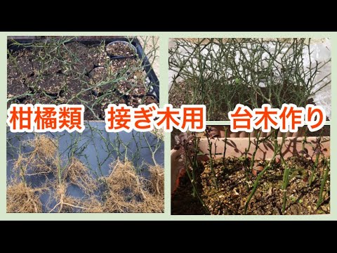 園芸 マルメロとメドラーの台木