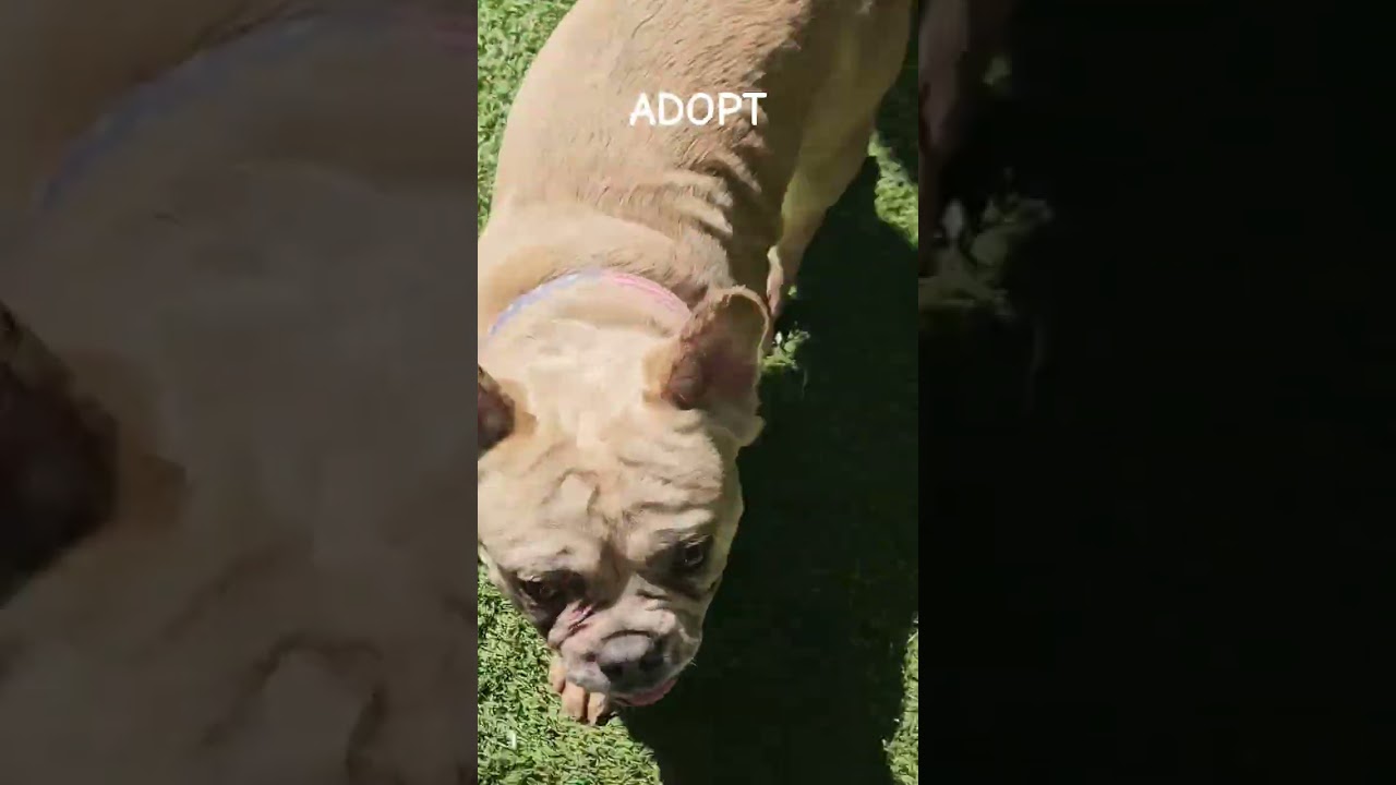 Enlarge Chad the #surfer Chadwick, a Adoptable French Bulldog in Palos Verdes Estates, CA video 2/2