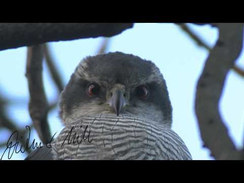 Habicht bei der Paarung