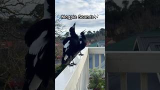 Download lagu Suara Burung Murai | Suara Burung Murai | Lagu Burung Murai 🥰🎶🐦 #burungmurai #suaraburung #shorts mp3