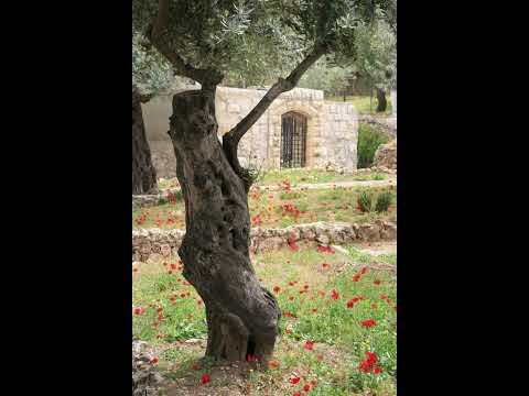 LECTURE EN FRANCAIS DU TEHILIM 123