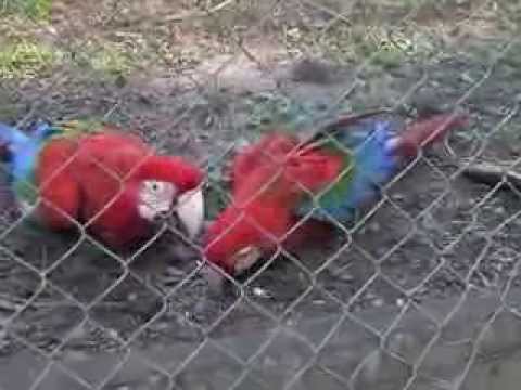 LOROS "GUACAMAYOS" EL TECHO DE SU JAULA SE HABRIA DERRUMBADO LASTIMANDO A UNOS CUANTOS DE ELLOS