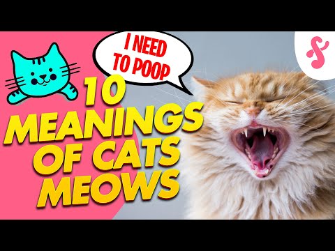 🎶😸TOP 10 Meanings of Cat's Meows | Furry Feline Facts 🆘