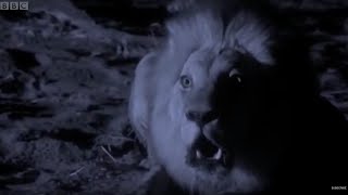 30頭のライオンによるアフリカゾウの狩り 知力空間