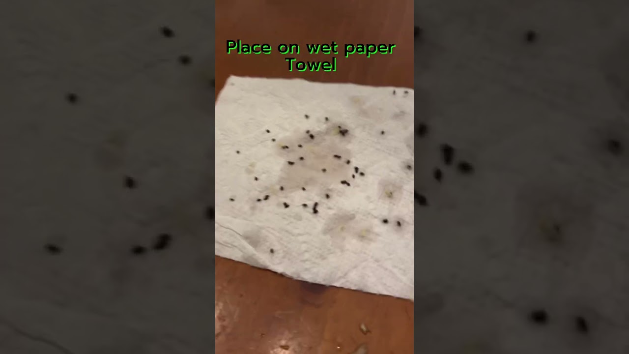 How to grow kiwi plants using the seeds | Gardening hack