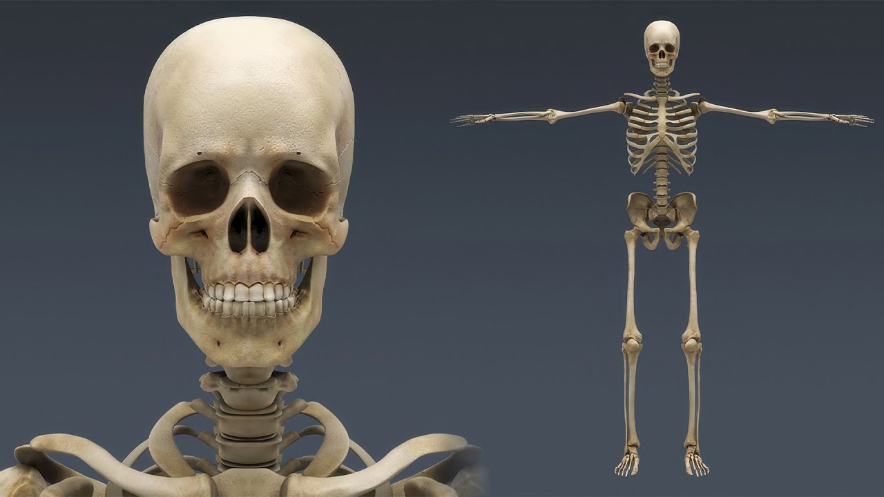 Syst&egrave;me de squelette humain truqu&eacute; Modèle 3D