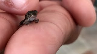 Tadpole Turns Into a Frog