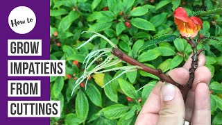 How to propagate & grow Impatiens from cuttings