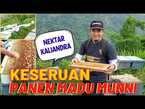 Panen Madu Nektar Bunga Kaliandra di Gunung Wilis Kediri Jawa Timur