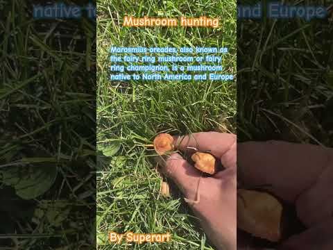 Hunting fairy ring mushrooms or Marasmius oreades is a mushroom native to North America and Europe