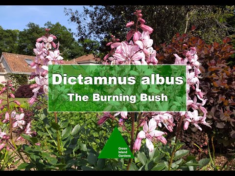 Dictamnus albus - All you need to know about