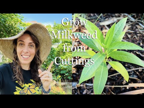 How to grow Milkweed from Cuttings (Milkweed plant propagation)