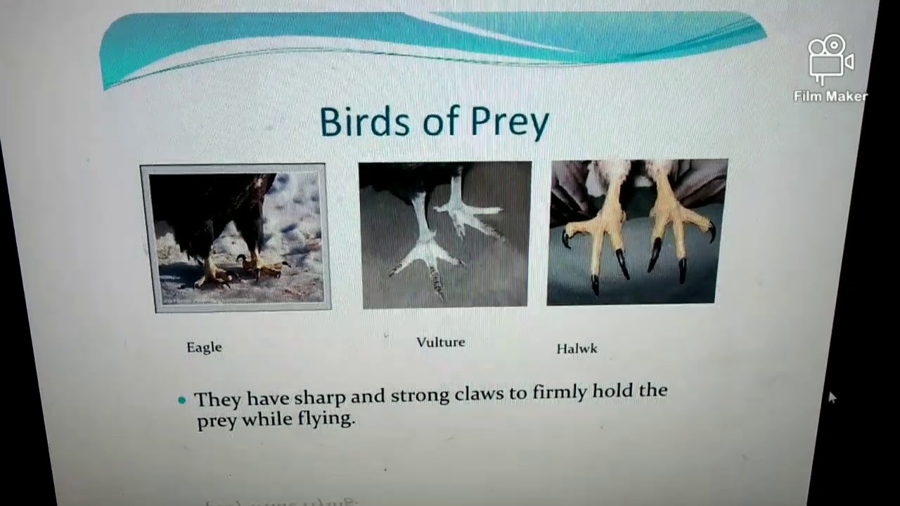 Birds presentation