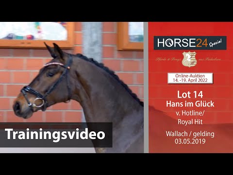 Horse24 Special Auktion Mielesko-Vekens Training Lot 14 Hans im Glück v. Hotline - Royal Hit