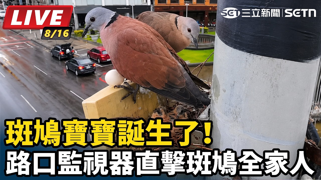 【#直播中LIVE】小斑鳩誕生了！ 路口監視器直擊斑鳩寶寶