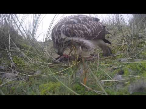 bird of prey and wild horses on gopro