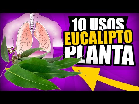 , title : 'Eucalipto La Planta que Trata Los Pulmones 🆕 ▶ BENEFICIOS 🫁'