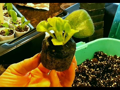 Baby african violets and streptocarpus