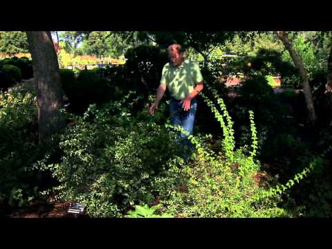 download lagu mp3 mp4 Shrub Top, download lagu Shrub Top gratis, unduh video klip Shrub Top