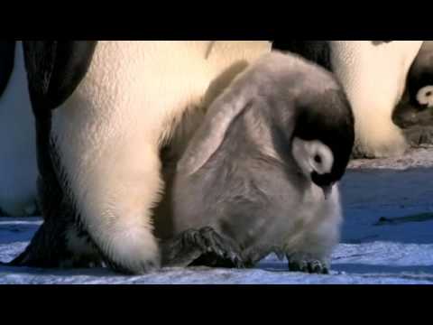 Penguins Spy in the Huddle - Out now on DVD