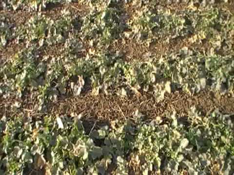 Subsoiler and seeder established oilseed rape