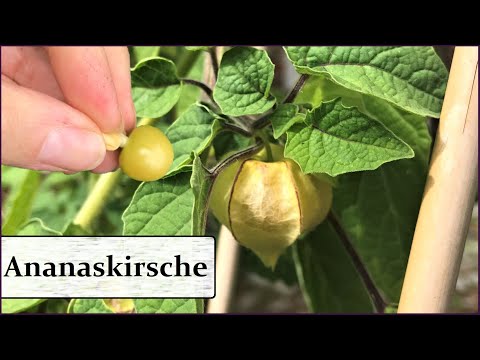 , title : 'Ananaskirsche - Physalis pruinosa - Tropische Früchte für Garten & Balkon I Anbau + Pflege'