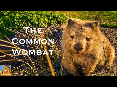 THE COMMON WOMBAT