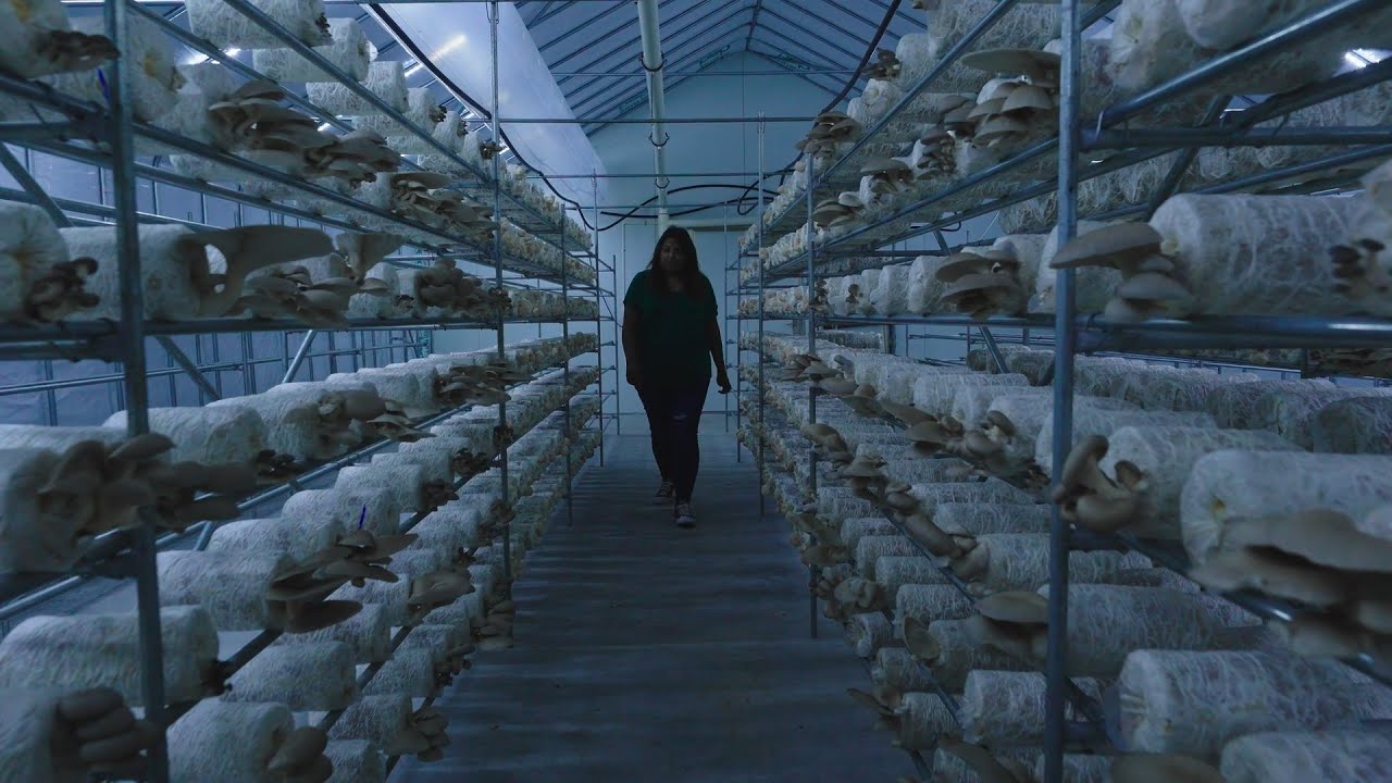 Below Farm - Specialty Mushroom Farm in Abu Dhabi