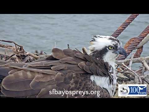 Osprey Nest Cam Goes Live!