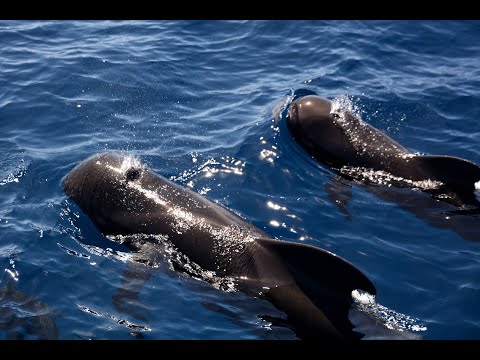 Gomera - the island you will love