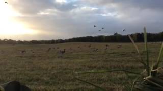 Pink foot decoying solway firth (part 2)