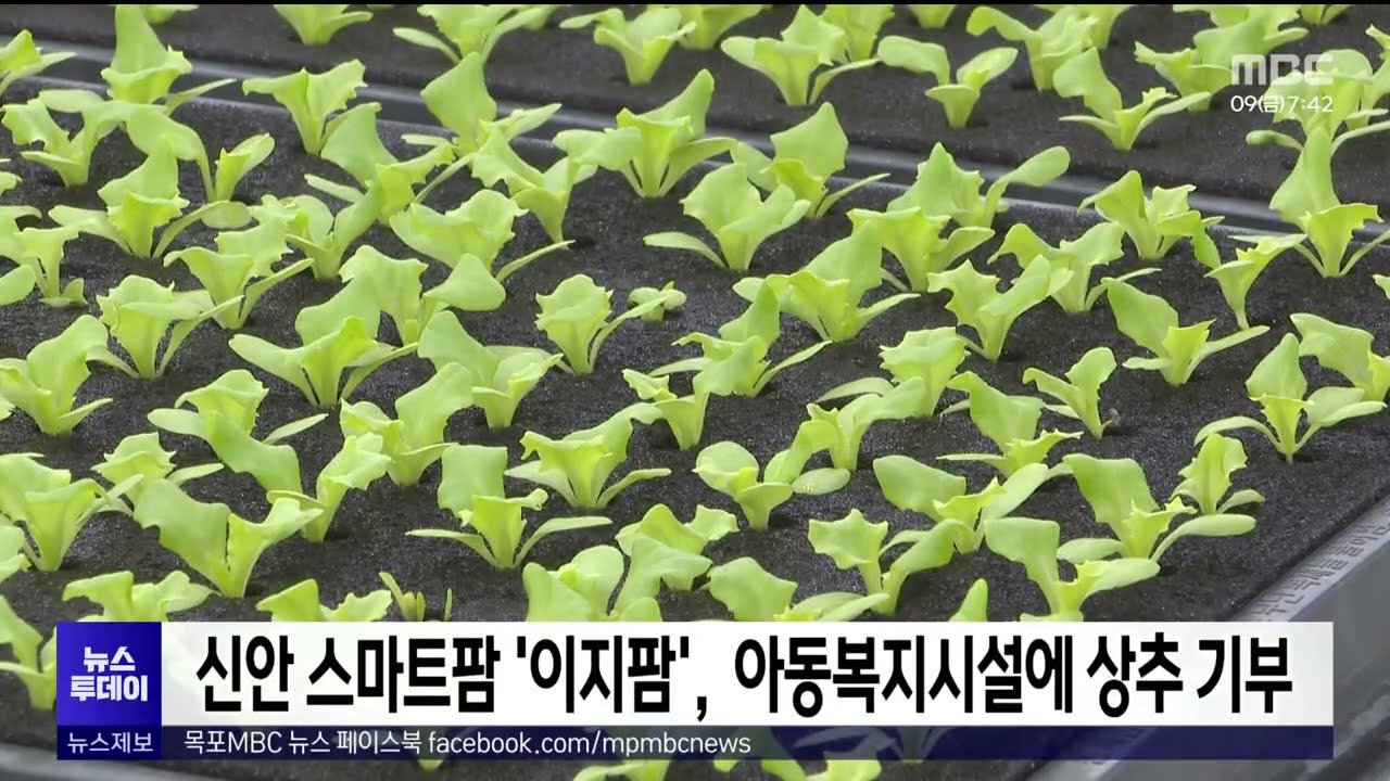 신안 스마트팜 '이지팜', 아동복지시설에 상추 기부 - 뉴스 썸네일 이미지