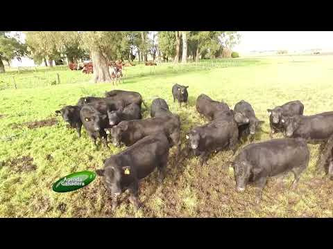 Agenda Ganadera - Carlos Scena - 20-2-26