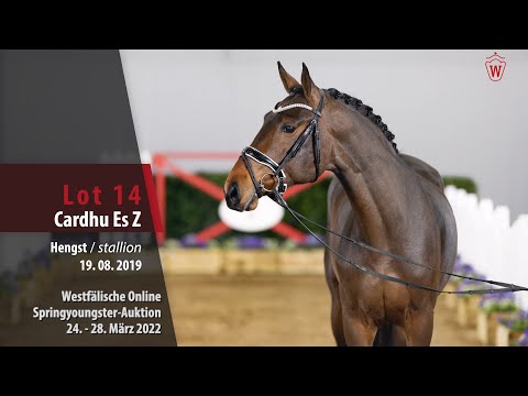 Springyoungster Auktion Lot 14 Cardhu Es Z Hengst v. Cicero Z - Chatman
