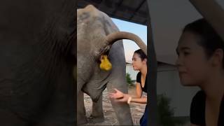 Download lagu World's Most EXPENSIVE Coffee from Elephant Poop mp3