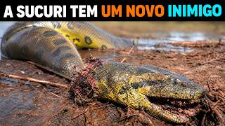 🚨 AGORA: O animal que está MATANDO SUCURIS gigantes no Pantanal
