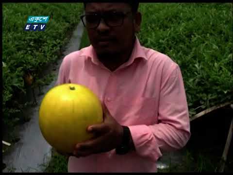 সাতকানিয়ায় প্রথমবারের মতো গোল্ডেন ক্রাউন জাতের তরমুজের আবাদ শুরু